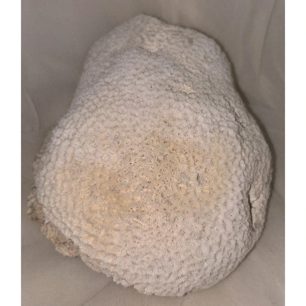 Star Brain Coral Fossil‎ Display/aquarium Decor Piece 6x7x4